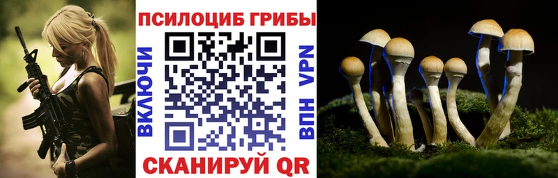 Купить где  Новосиль  Псилоцибиновые грибы Psilocybe 